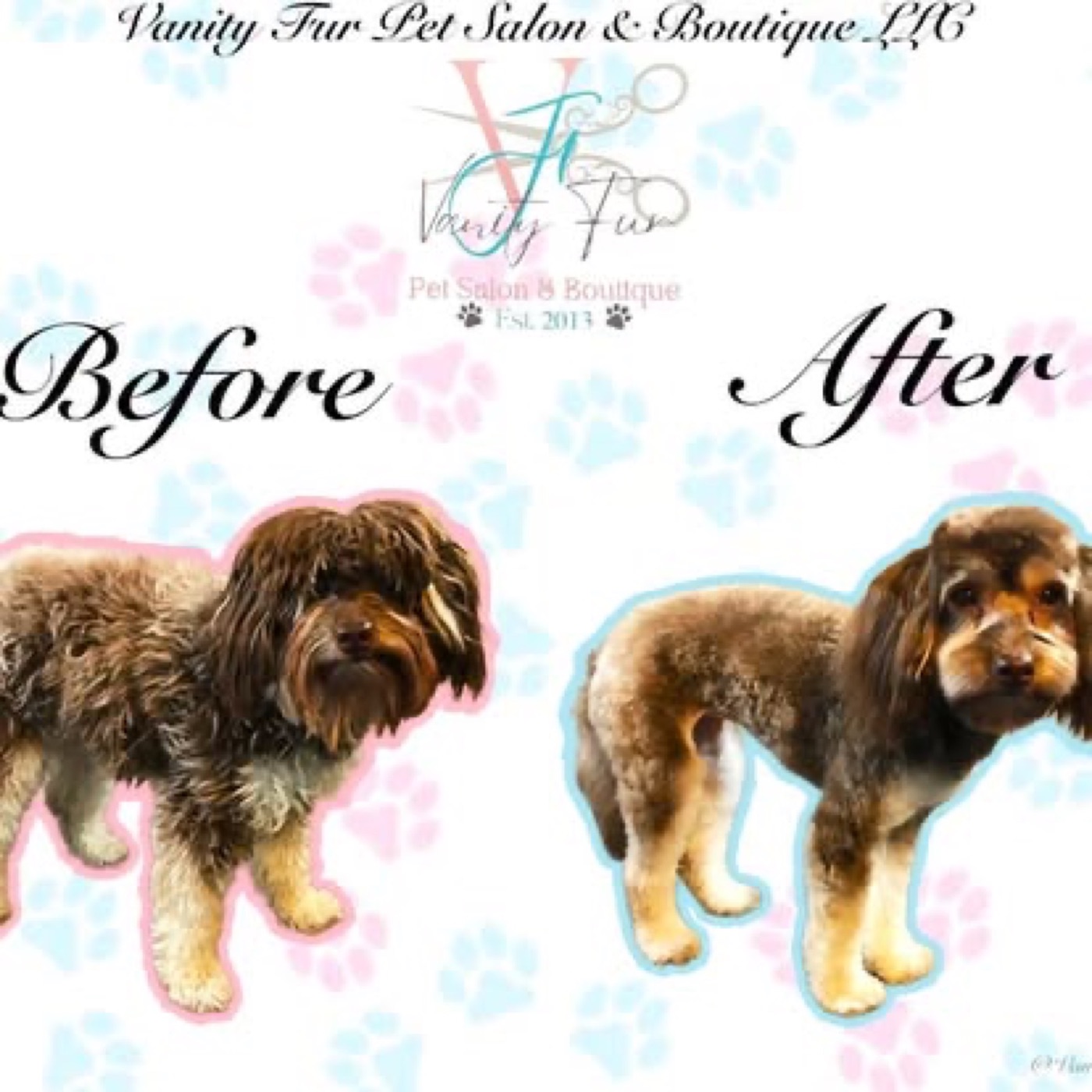 Before and after grooming of a brown doodle