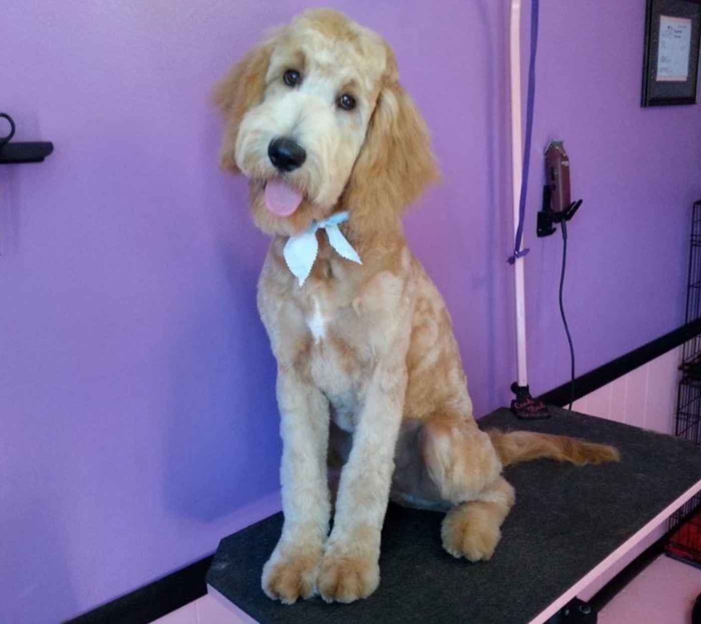 Golden doodle puppy with a white bow