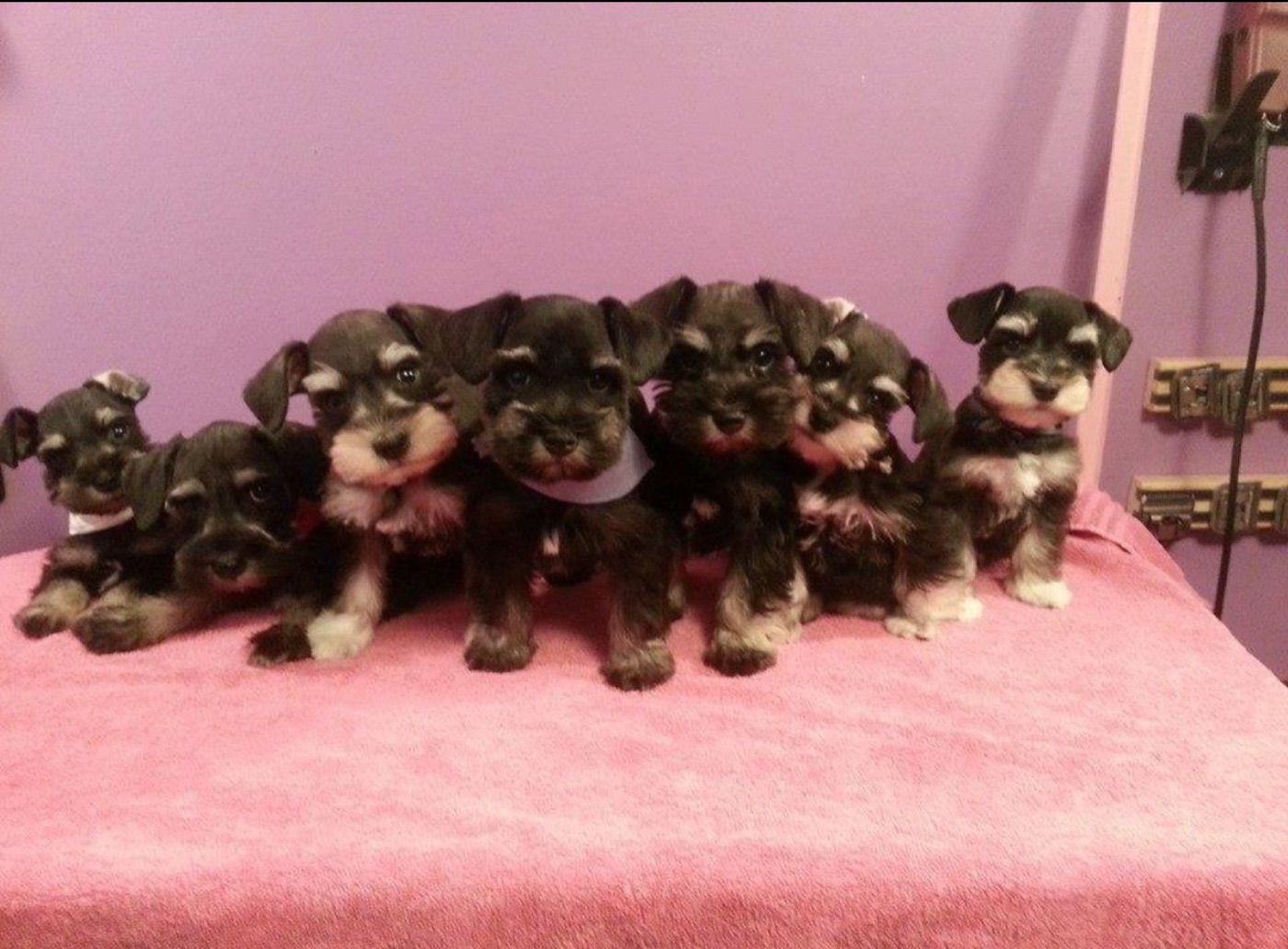 A litter of schnauzer puppies on a pink towel