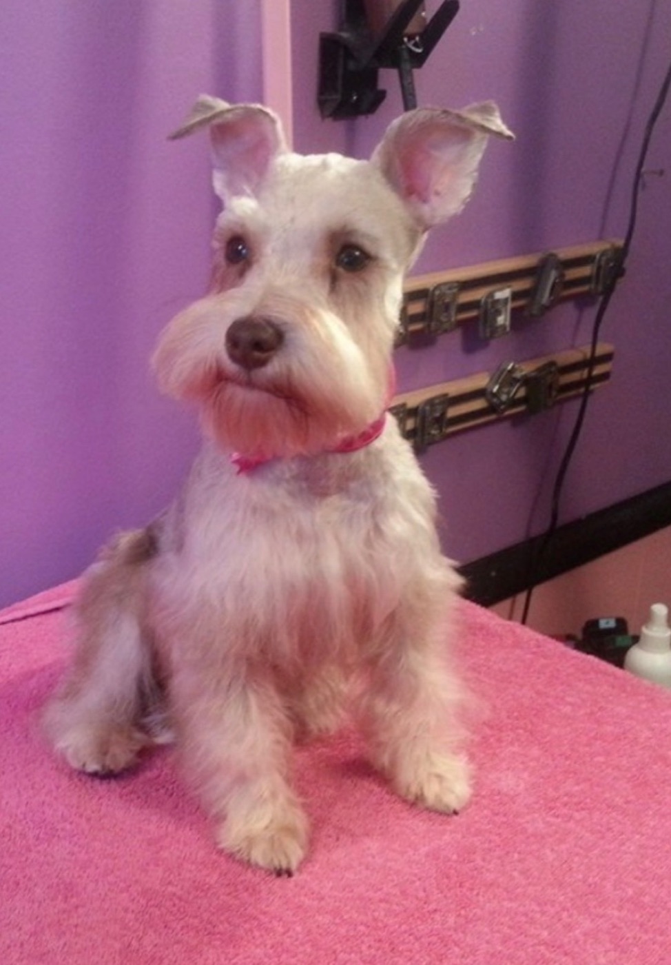 Schnauzer with a pink collar